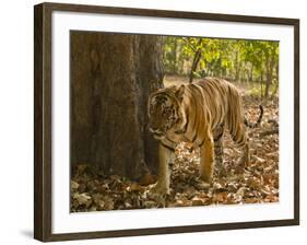 Bengal Tiger, Madhya Pradesh, Bandhavgarh National Park, India-Joe & Mary Ann McDonald-Framed Photographic Print