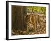 Bengal Tiger, Madhya Pradesh, Bandhavgarh National Park, India-Joe & Mary Ann McDonald-Framed Photographic Print