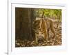 Bengal Tiger, Madhya Pradesh, Bandhavgarh National Park, India-Joe & Mary Ann McDonald-Framed Photographic Print