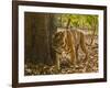 Bengal Tiger, Madhya Pradesh, Bandhavgarh National Park, India-Joe & Mary Ann McDonald-Framed Photographic Print