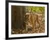 Bengal Tiger, Madhya Pradesh, Bandhavgarh National Park, India-Joe & Mary Ann McDonald-Framed Photographic Print