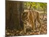 Bengal Tiger, Madhya Pradesh, Bandhavgarh National Park, India-Joe & Mary Ann McDonald-Mounted Photographic Print