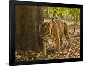 Bengal Tiger, Madhya Pradesh, Bandhavgarh National Park, India-Joe & Mary Ann McDonald-Framed Photographic Print