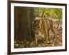 Bengal Tiger, Madhya Pradesh, Bandhavgarh National Park, India-Joe & Mary Ann McDonald-Framed Photographic Print