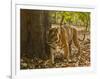 Bengal Tiger, Madhya Pradesh, Bandhavgarh National Park, India-Joe & Mary Ann McDonald-Framed Photographic Print