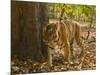 Bengal Tiger, Madhya Pradesh, Bandhavgarh National Park, India-Joe & Mary Ann McDonald-Mounted Photographic Print