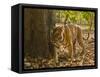 Bengal Tiger, Madhya Pradesh, Bandhavgarh National Park, India-Joe & Mary Ann McDonald-Framed Stretched Canvas