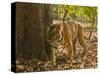 Bengal Tiger, Madhya Pradesh, Bandhavgarh National Park, India-Joe & Mary Ann McDonald-Stretched Canvas