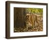 Bengal Tiger, Madhya Pradesh, Bandhavgarh National Park, India-Joe & Mary Ann McDonald-Framed Photographic Print