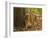 Bengal Tiger, Madhya Pradesh, Bandhavgarh National Park, India-Joe & Mary Ann McDonald-Framed Photographic Print