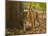 Bengal Tiger, Madhya Pradesh, Bandhavgarh National Park, India-Joe & Mary Ann McDonald-Mounted Photographic Print