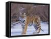 Bengal Tiger on Frozen Lake-DLILLC-Framed Stretched Canvas