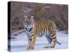 Bengal Tiger on Frozen Lake-DLILLC-Stretched Canvas