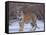 Bengal Tiger on Frozen Lake-DLILLC-Framed Stretched Canvas