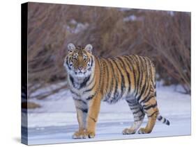 Bengal Tiger on Frozen Lake-DLILLC-Stretched Canvas