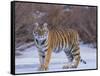 Bengal Tiger on Frozen Lake-DLILLC-Framed Stretched Canvas