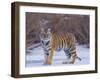 Bengal Tiger on Frozen Lake-DLILLC-Framed Premium Photographic Print