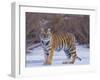 Bengal Tiger on Frozen Lake-DLILLC-Framed Premium Photographic Print