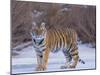 Bengal Tiger on Frozen Lake-DLILLC-Mounted Premium Photographic Print