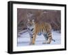 Bengal Tiger on Frozen Lake-DLILLC-Framed Photographic Print