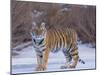 Bengal Tiger on Frozen Lake-DLILLC-Mounted Photographic Print