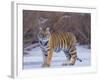 Bengal Tiger on Frozen Lake-DLILLC-Framed Photographic Print