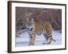 Bengal Tiger on Frozen Lake-DLILLC-Framed Photographic Print