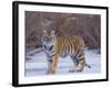 Bengal Tiger on Frozen Lake-DLILLC-Framed Photographic Print