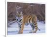 Bengal Tiger on Frozen Lake-DLILLC-Framed Photographic Print