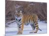 Bengal Tiger on Frozen Lake-DLILLC-Mounted Photographic Print