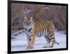 Bengal Tiger on Frozen Lake-DLILLC-Framed Photographic Print