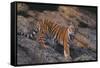 Bengal Tiger on Rocks-DLILLC-Framed Stretched Canvas