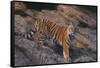 Bengal Tiger on Rocks-DLILLC-Framed Stretched Canvas