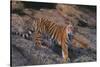 Bengal Tiger on Rocks-DLILLC-Stretched Canvas