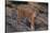 Bengal Tiger on Rocks-DLILLC-Stretched Canvas