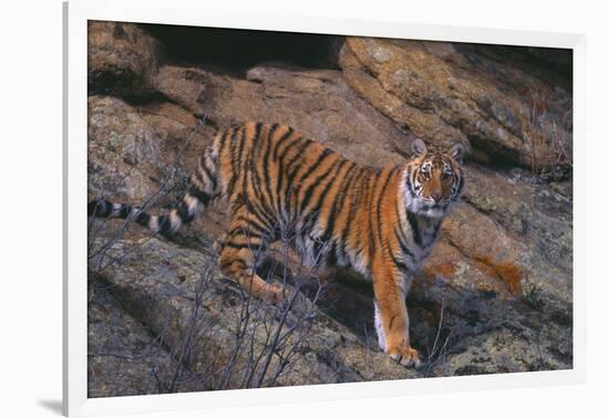 Bengal Tiger on Rocks-DLILLC-Framed Photographic Print