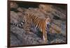 Bengal Tiger on Rocks-DLILLC-Framed Photographic Print