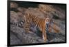 Bengal Tiger on Rocks-DLILLC-Framed Photographic Print