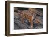 Bengal Tiger on Rocks-DLILLC-Framed Photographic Print