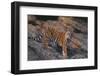 Bengal Tiger on Rocks-DLILLC-Framed Photographic Print