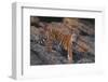 Bengal Tiger on Rocks-DLILLC-Framed Photographic Print