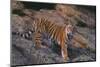 Bengal Tiger on Rocks-DLILLC-Mounted Photographic Print