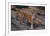 Bengal Tiger on Rocks-DLILLC-Framed Photographic Print