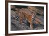 Bengal Tiger on Rocks-DLILLC-Framed Photographic Print