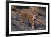 Bengal Tiger on Rocks-DLILLC-Framed Photographic Print