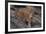 Bengal Tiger on Rocks-DLILLC-Framed Photographic Print