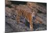 Bengal Tiger on Rocks-DLILLC-Mounted Photographic Print