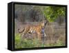 Bengal Tiger, (Panthera Tigris), Bandhavgarh, Madhya Pradesh, India-Thorsten Milse-Framed Stretched Canvas