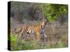 Bengal Tiger, (Panthera Tigris), Bandhavgarh, Madhya Pradesh, India-Thorsten Milse-Stretched Canvas