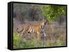 Bengal Tiger, (Panthera Tigris), Bandhavgarh, Madhya Pradesh, India-Thorsten Milse-Framed Stretched Canvas